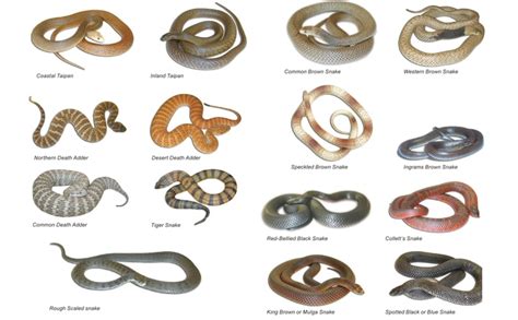 Snake id - Snakes of the Philippines. All. Grid Card. Marine File Snake 1. Acrochordus granulatus. Painted Bronzeback 2. Dendrelaphis pictus. Philippine Dryophiops. Dryophiops philippina.